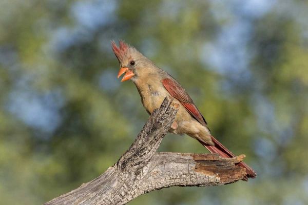 USA, Arizona, Amado Female cardinal on branch